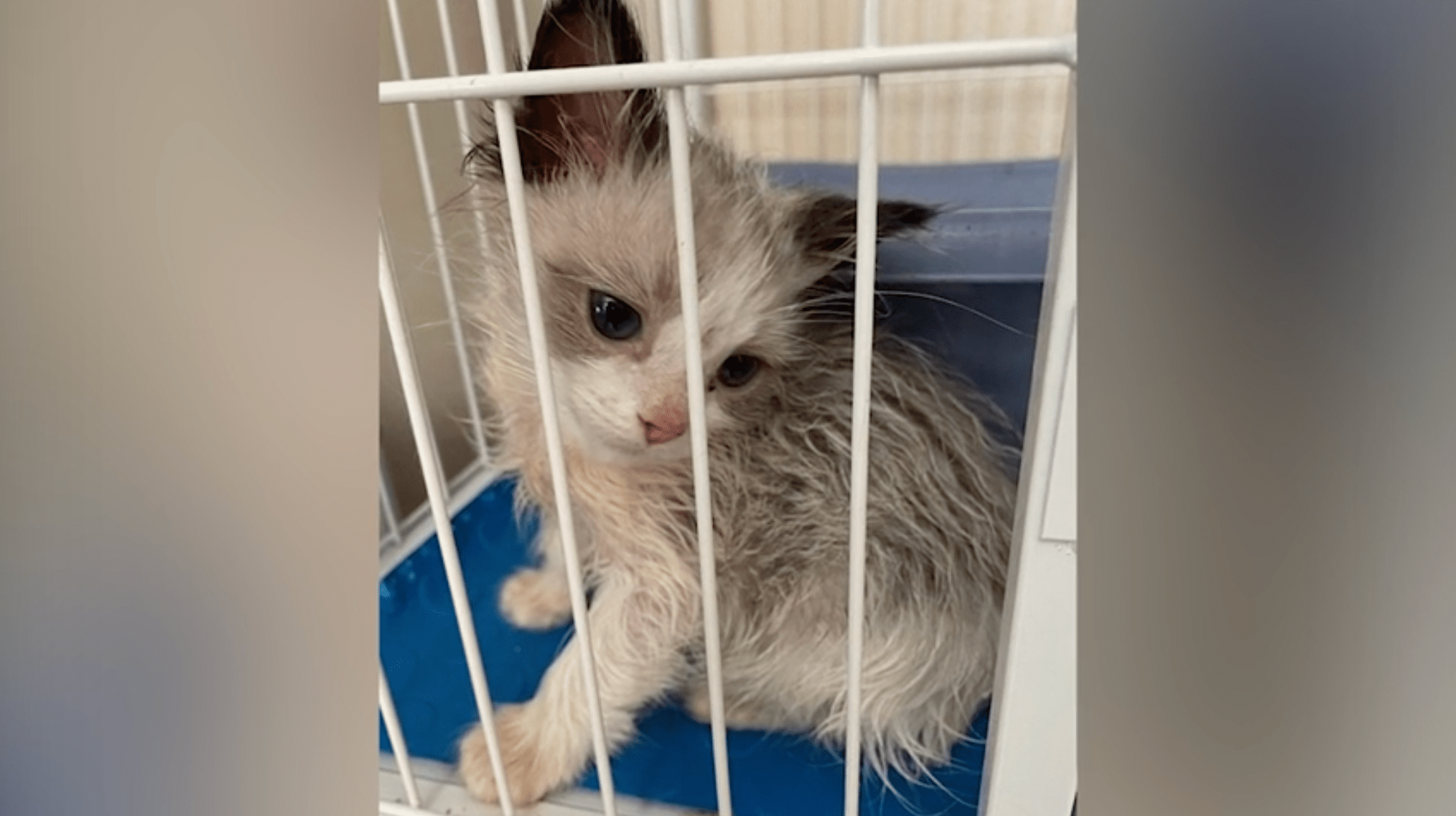 Police suspect that a woman was breeding and selling cats out of her Irvine home, some worth as much as $1,000.